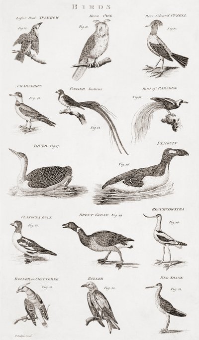 Diferentes tipos de aves de Unbekannt Unbekannt